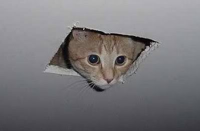 cat, animals, ceiling, attic, hole, peeking