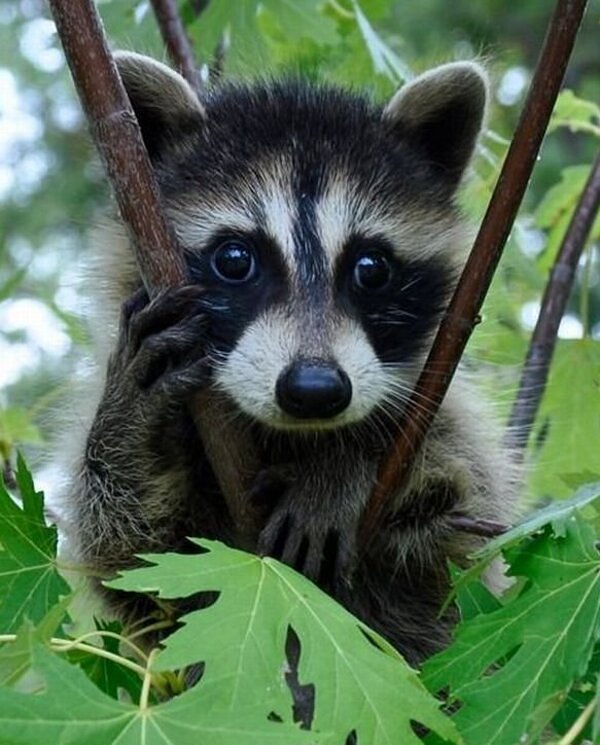 cute, raccoon, innocent , kind, animal 