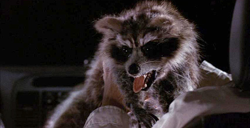raccoon, evil, scary