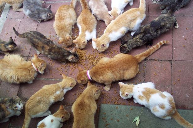 cats, stray, cat, kitty, street cats, fera 